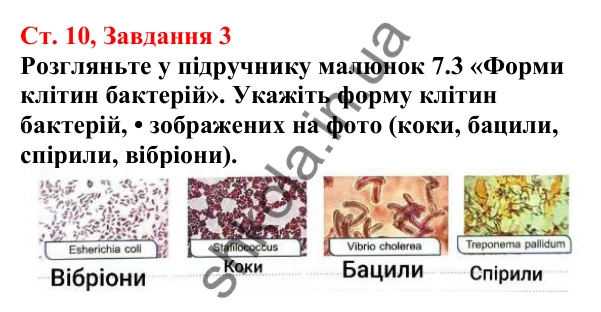 Відповідь до завдання 3 (с. 10) з біології для 7 класу (Кулініч, 2024, робочий зошит): Які особливості будови клітин прокаріотів та їхньої життєдіяльності