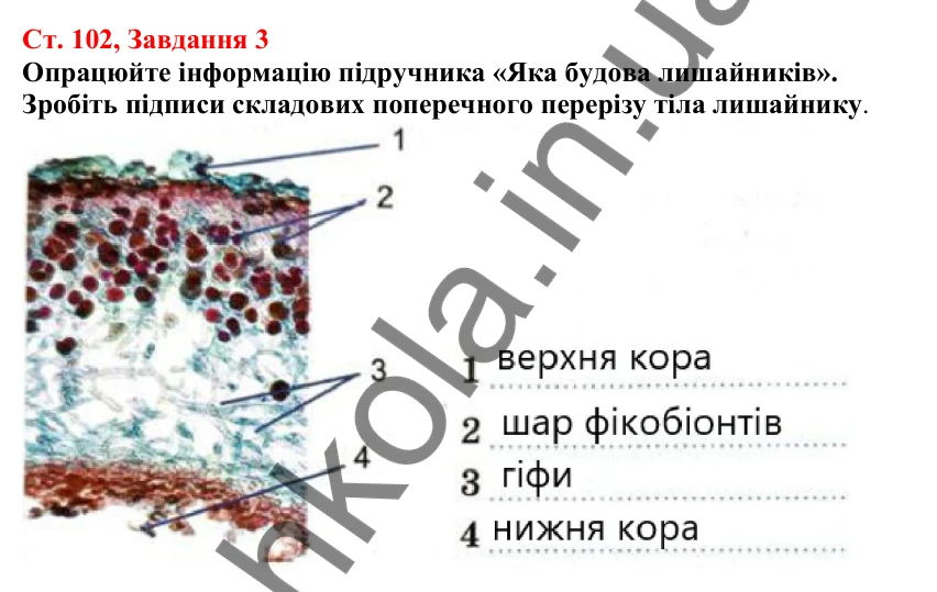 Відповідь до завдання 3 (с. 102) з біології для 7 класу (Кулініч, 2024, робочий зошит): Лишайники
