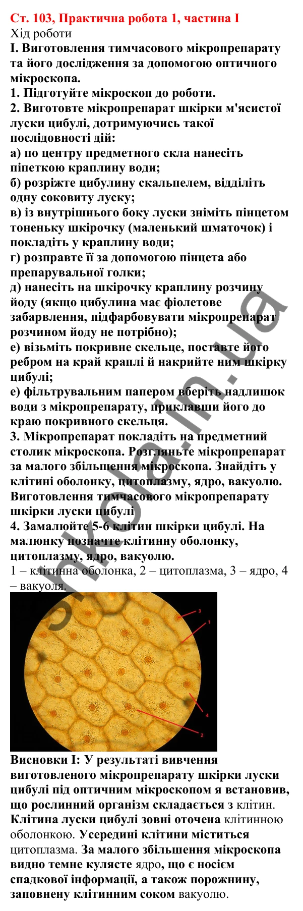 Відповідь до практичної роботи 1 (частина І) (с. 103) з біології для 7 класу (Кулініч, 2024, робочий зошит): Практична робота 1