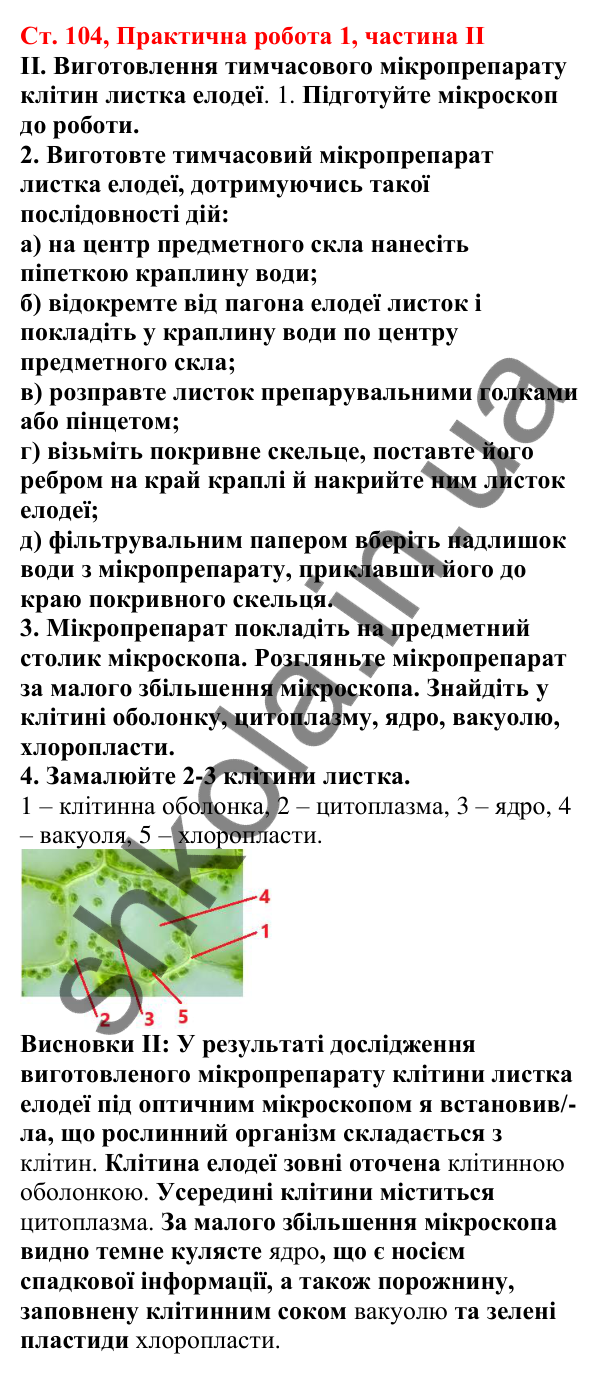Відповідь до практичної роботи 1 (частина ІІ) (с. 104) з біології для 7 класу (Кулініч, 2024, робочий зошит): Практична робота 1