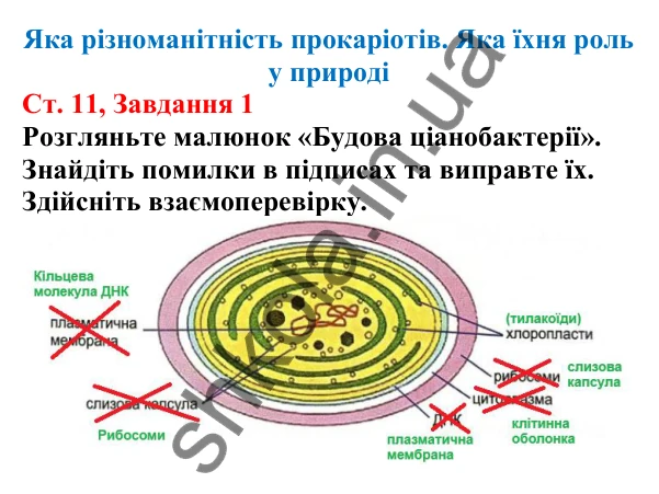 Відповідь до завдання 1 (с. 11) з біології для 7 класу (Кулініч, 2024, робочий зошит): Яка різноманітність прокаріотів. Яка їхня роль у природі