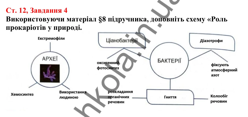 Відповідь до завдання 4 (с. 12) з біології для 7 класу (Кулініч, 2024, робочий зошит): Яка різноманітність прокаріотів. Яка їхня роль у природі