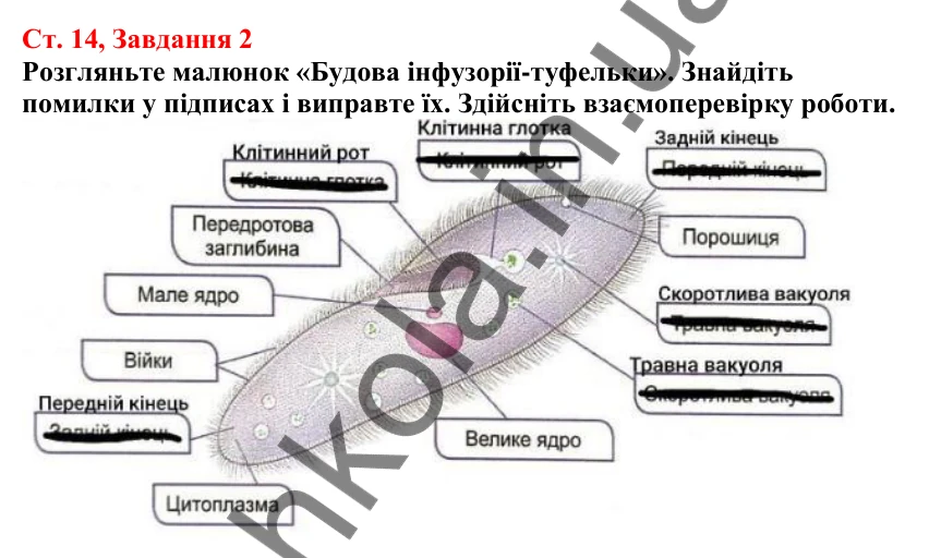 Відповідь до завдання 2 (с. 14) з біології для 7 класу (Кулініч, 2024, робочий зошит): Які особливості організації клітин одноклітинних евкаріотів