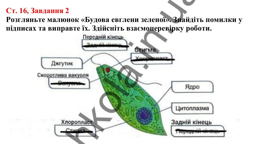Відповідь до завдання 2 (с. 16) з біології для 7 класу (Кулініч, 2024, робочий зошит): Які одноклітинні евкаріоти мешкають у прісних водоймах і морях