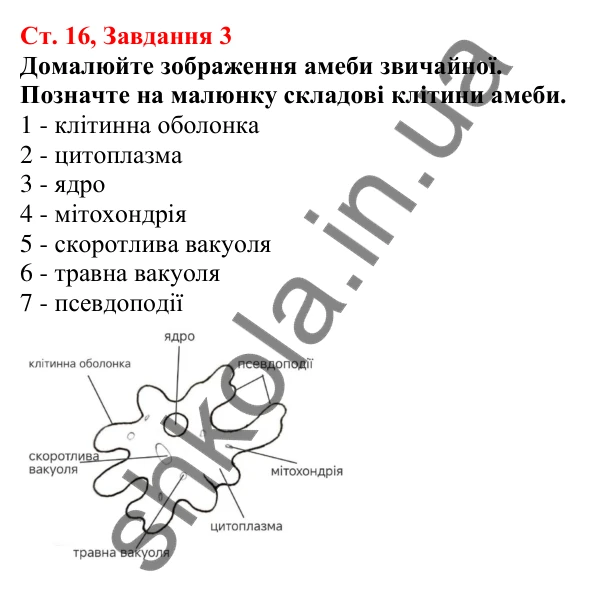 Відповідь до завдання 3 (с. 16) з біології для 7 класу (Кулініч, 2024, робочий зошит): Які одноклітинні евкаріоти мешкають у прісних водоймах і морях