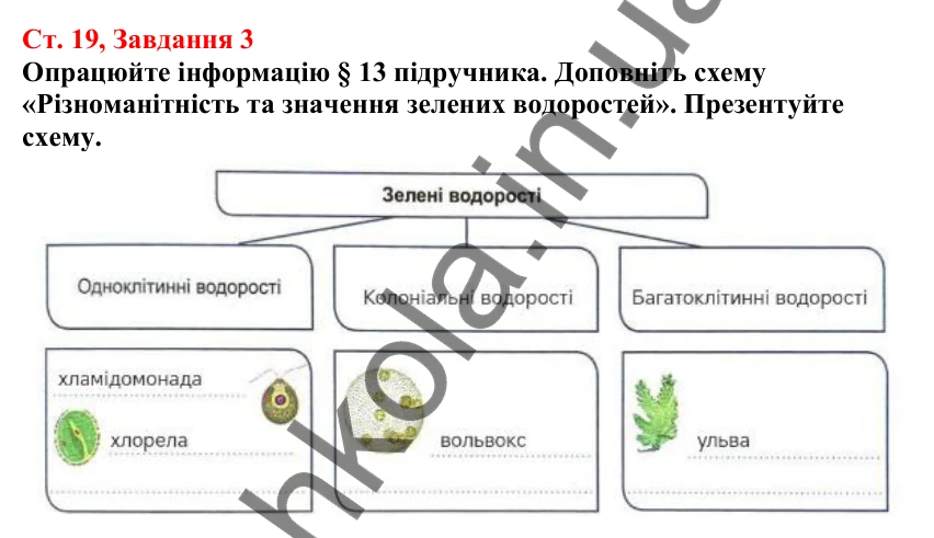 Відповідь до завдання 3 (с. 19) з біології для 7 класу (Кулініч, 2024, робочий зошит): Які бувають водорості. Зелені водорості
