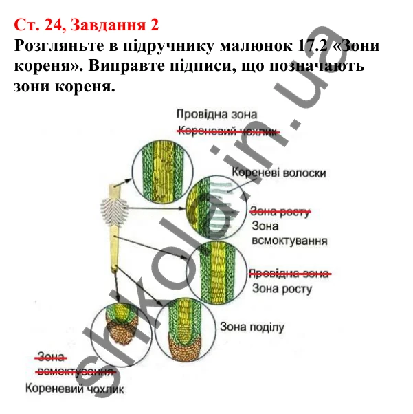Відповідь до завдання 2 (с. 24) з біології для 7 класу (Кулініч, 2024, робочий зошит): Вегетативні органи рослин. Корінь