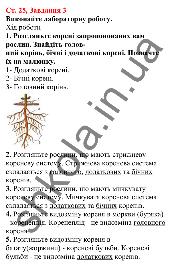 Відповідь до завдання 3 (с. 25) з біології для 7 класу (Кулініч, 2024, робочий зошит): Вегетативні органи рослин. Корінь