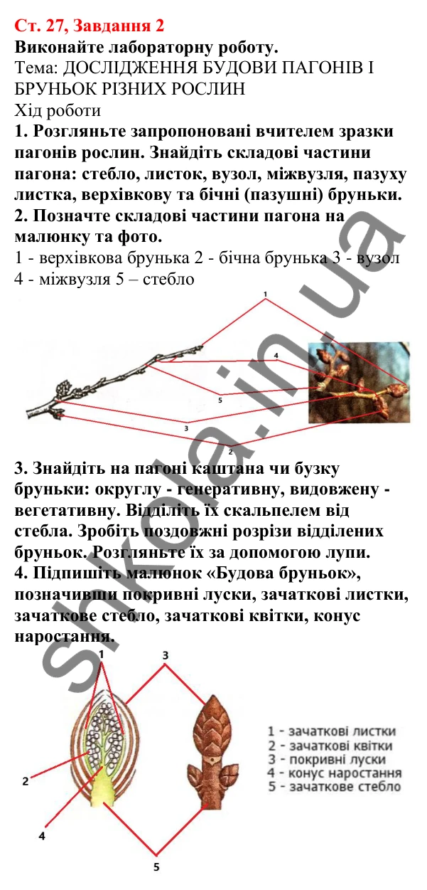 Відповідь до завдання 2 (с. 27) з біології для 7 класу (Кулініч, 2024, робочий зошит): Пагін та його видозміни. Які будова та функції стебла