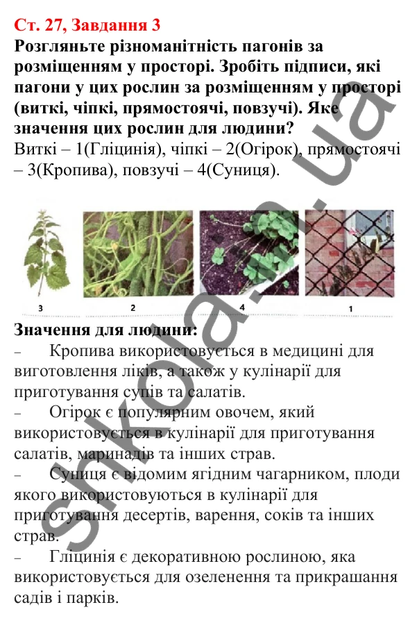 Відповідь до завдання 3 (с. 27) з біології для 7 класу (Кулініч, 2024, робочий зошит): Пагін та його видозміни. Які будова та функції стебла