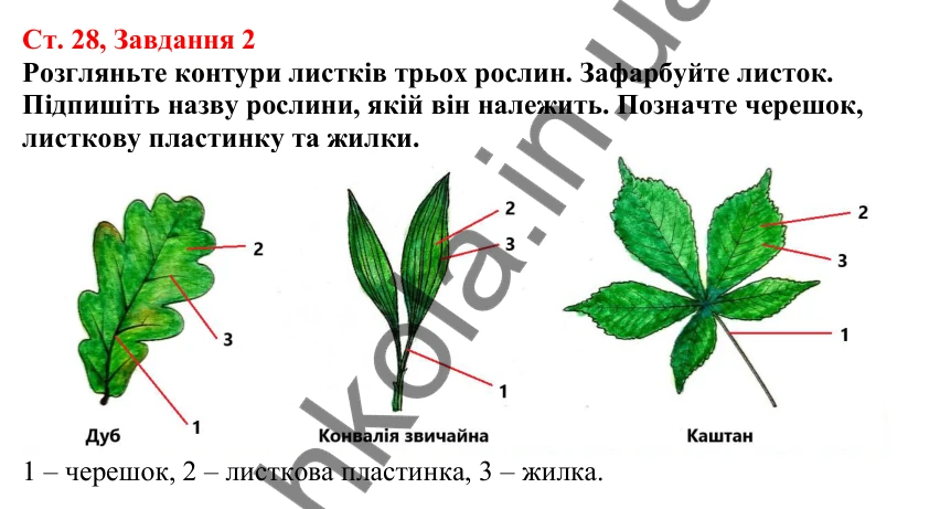 Відповідь до завдання 2 (с. 28) з біології для 7 класу (Кулініч, 2024, робочий зошит): Яка будова та функції листка. Які є його видозміни