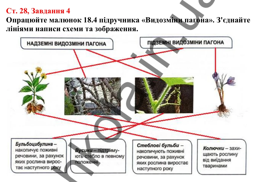 Відповідь до завдання 4 (с. 28) з біології для 7 класу (Кулініч, 2024, робочий зошит): Пагін та його видозміни. Які будова та функції стебла