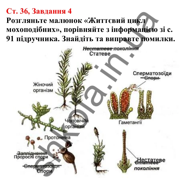 Відповідь до завдання 4 (с. 36) з біології для 7 класу (Кулініч, 2024, робочий зошит): Вищі спорові рослини. Мохоподібні
