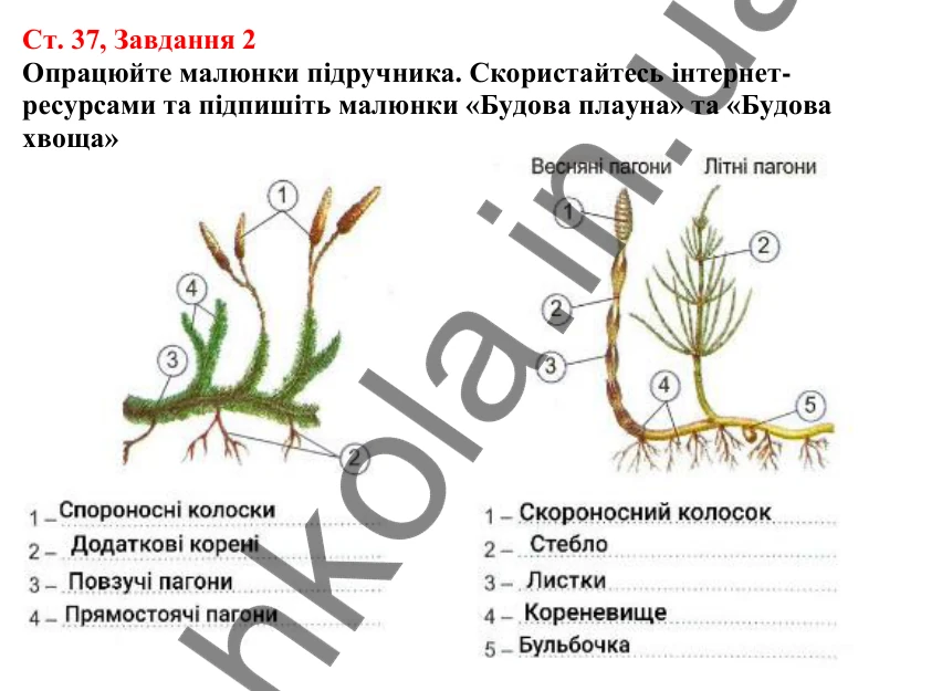 Відповідь до завдання 2 (с. 37) з біології для 7 класу (Кулініч, 2024, робочий зошит): Плауноподібні та Хвощеподібні