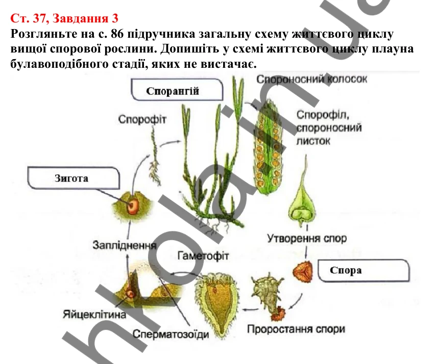 Відповідь до завдання 3 (с. 37) з біології для 7 класу (Кулініч, 2024, робочий зошит): Плауноподібні та Хвощеподібні