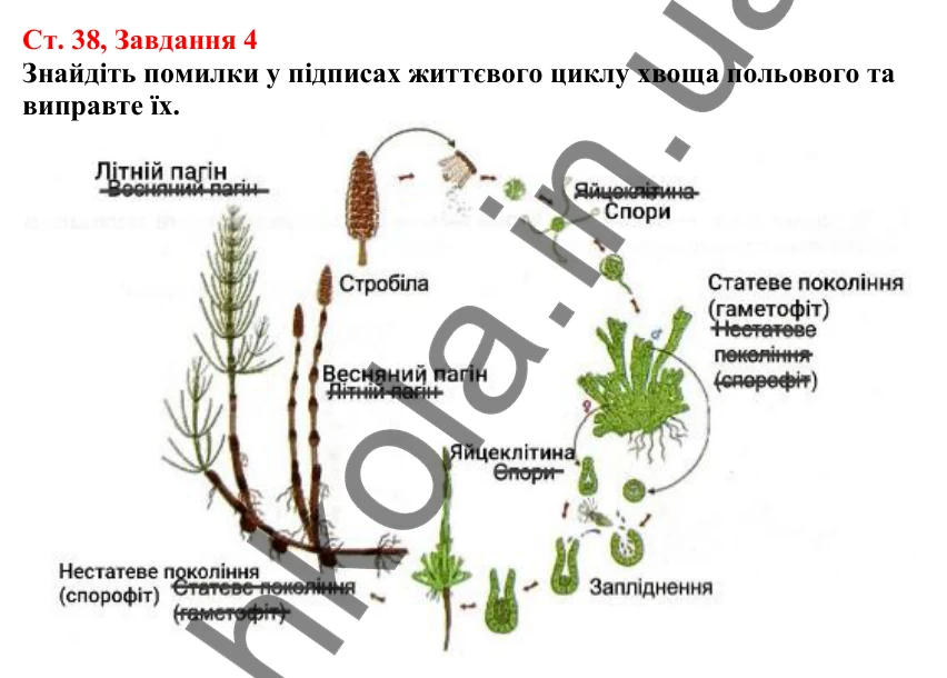 Відповідь до завдання 4 (с. 38) з біології для 7 класу (Кулініч, 2024, робочий зошит): Плауноподібні та Хвощеподібні