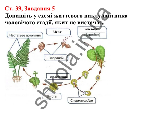 Відповідь до завдання 5 (с. 39) з біології для 7 класу (Кулініч, 2024, робочий зошит): Чим цікаві папоротеподібні