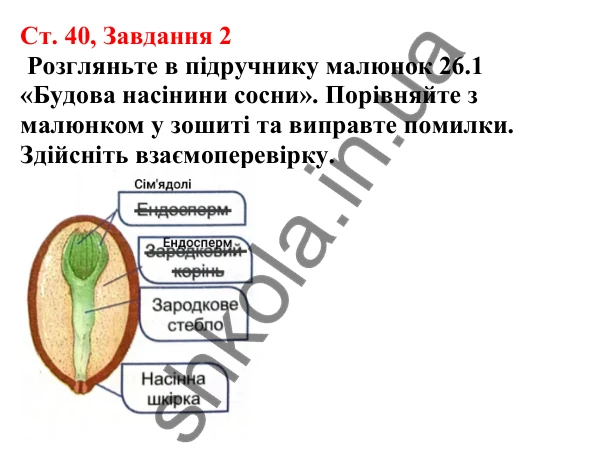 Відповідь до завдання 2 (с. 40) з біології для 7 класу (Кулініч, 2024, робочий зошит): Насінні рослини. Будова насінини