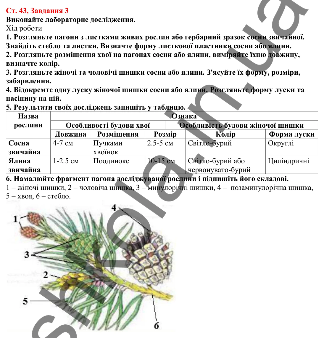 Відповідь до завдання 3 (с. 43) з біології для 7 класу (Кулініч, 2024, робочий зошит): Голонасінні
