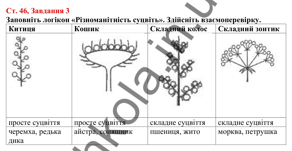 Відповідь до завдання 3 (с. 46) з біології для 7 класу (Кулініч, 2024, робочий зошит): Покритонасінні, або Квіткові