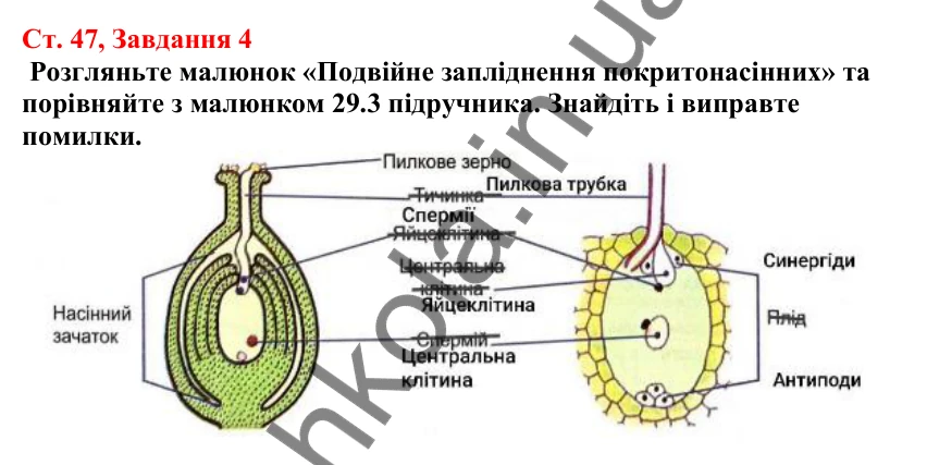 Відповідь до завдання 4 (с. 47) з біології для 7 класу (Кулініч, 2024, робочий зошит): Запилення. Запліднення