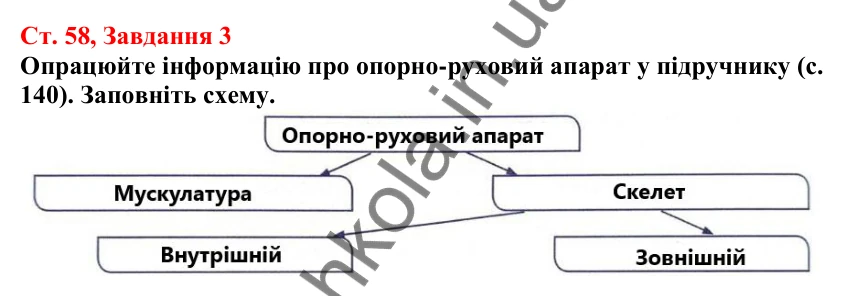 Відповідь до завдання 3 (с. 58) з біології для 7 класу (Кулініч, 2024, робочий зошит): Органи та системи органів. Регуляція життєвих функцій