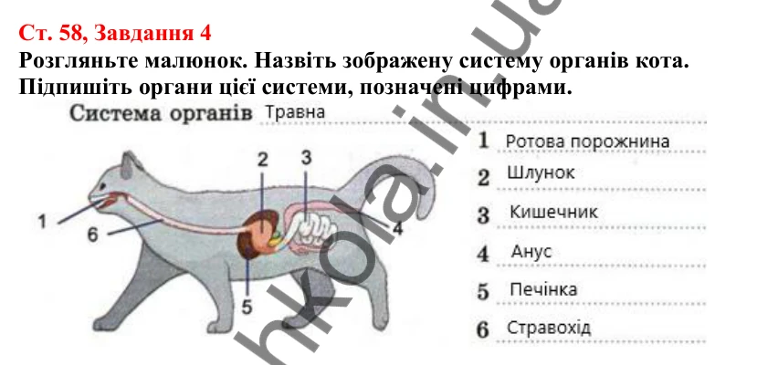 Відповідь до завдання 4 (с. 58) з біології для 7 класу (Кулініч, 2024, робочий зошит): Органи та системи органів. Регуляція життєвих функцій