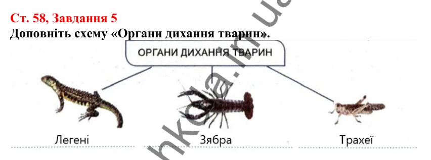Відповідь до завдання 5 (с. 58) з біології для 7 класу (Кулініч, 2024, робочий зошит): Органи та системи органів. Регуляція життєвих функцій