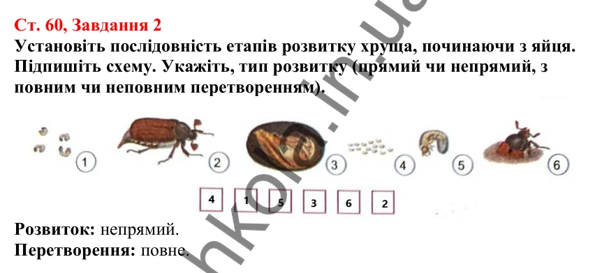 Відповідь до завдання 2 (с. 60) з біології для 7 класу (Кулініч, 2024, робочий зошит): Розвиток тварин