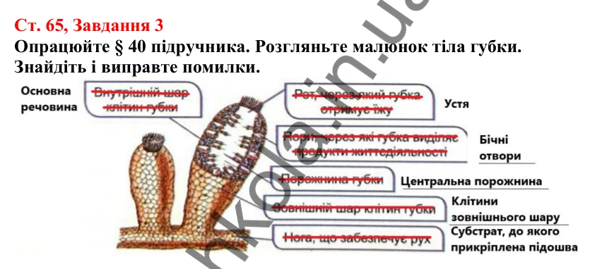 Відповідь до завдання 3 (с. 65) з біології для 7 класу (Кулініч, 2024, робочий зошит): Губки