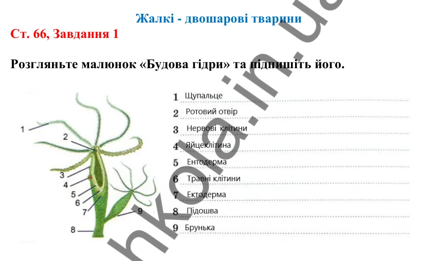 Відповідь до завдання 1 (с. 66) з біології для 7 класу (Кулініч, 2024, робочий зошит): Жалкі - двошарові тварини