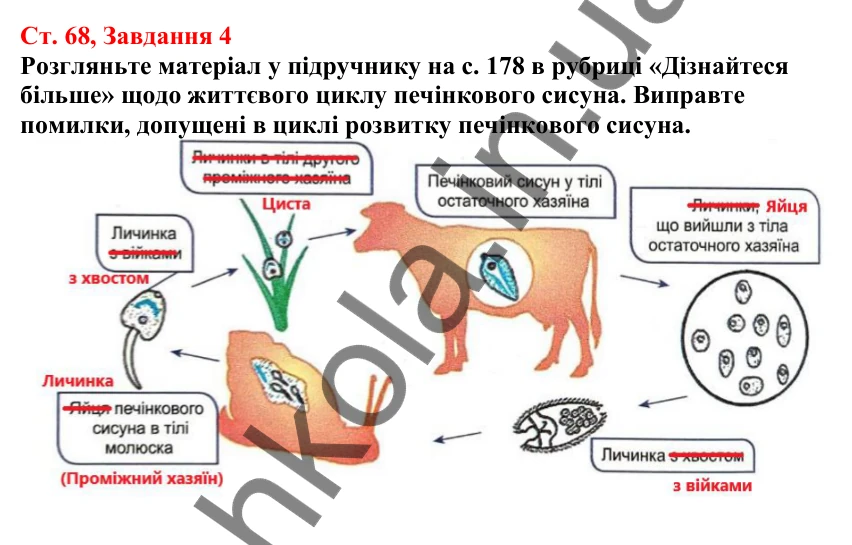 Відповідь до завдання 4 (с. 68) з біології для 7 класу (Кулініч, 2024, робочий зошит): Плоскі черви