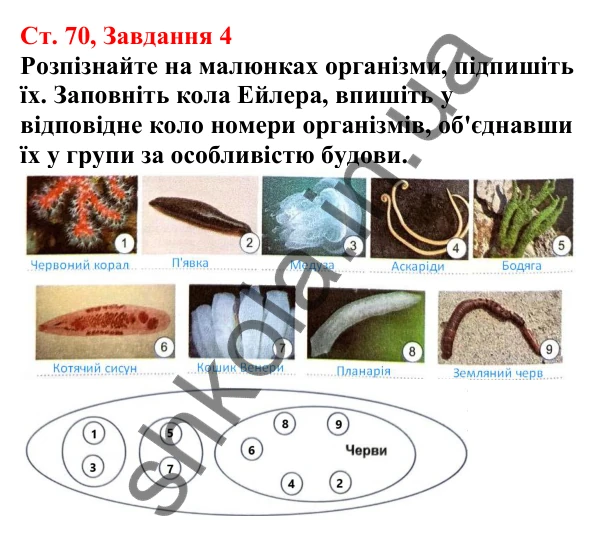 Відповідь до завдання 4 (с. 70) з біології для 7 класу (Кулініч, 2024, робочий зошит): Кільчасті черви