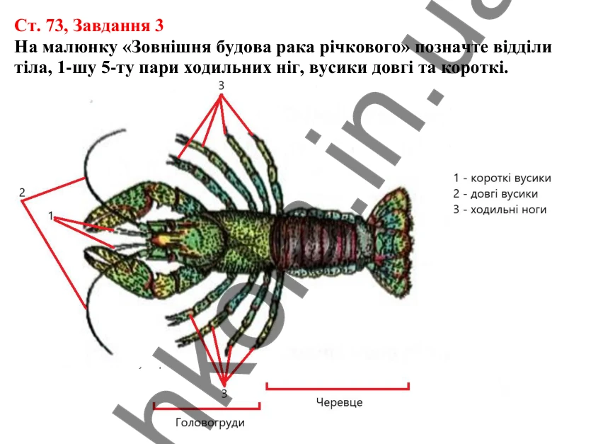 Відповідь до завдання 3 (с. 73) з біології для 7 класу (Кулініч, 2024, робочий зошит): Членистоногі безхребетні тварини із зовнішнім скелетом. Ракоподібні