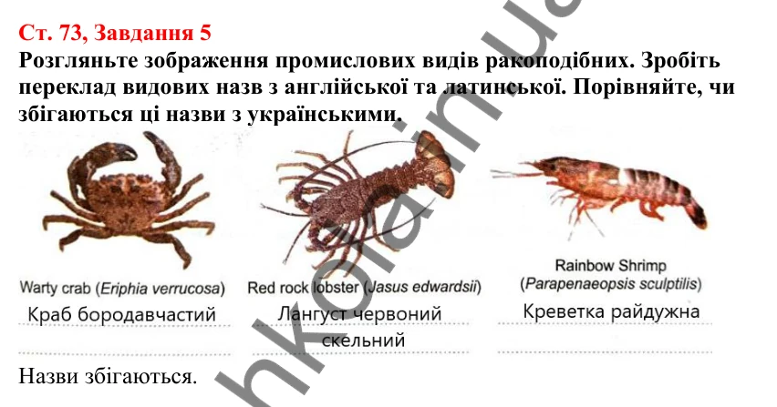 Відповідь до завдання 5 (с. 73) з біології для 7 класу (Кулініч, 2024, робочий зошит): Членистоногі безхребетні тварини із зовнішнім скелетом. Ракоподібні