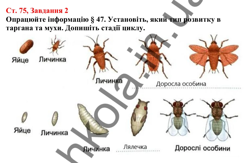 Відповідь до завдання 2 (с. 75) з біології для 7 класу (Кулініч, 2024, робочий зошит): Комахи. Різноманітність комах