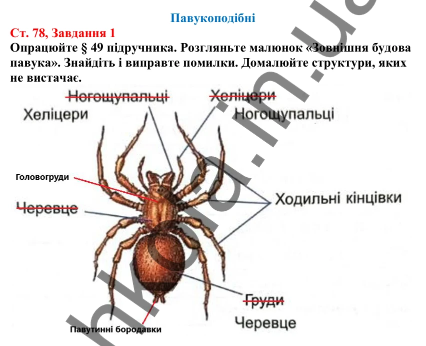 Відповідь до завдання 1 (с. 78) з біології для 7 класу (Кулініч, 2024, робочий зошит): Павукоподібні