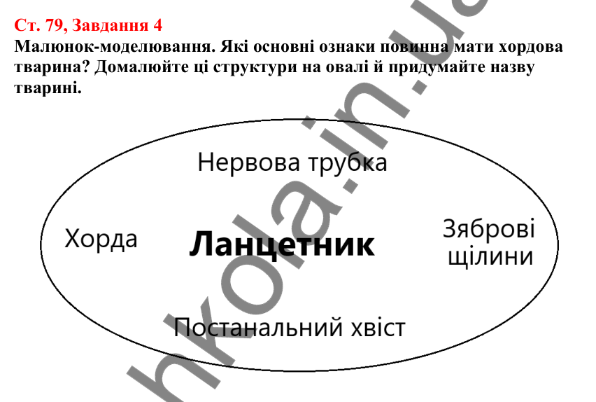 Відповідь до завдання 4 (с. 79) з біології для 7 класу (Кулініч, 2024, робочий зошит): Хордові тварини. Головохордові