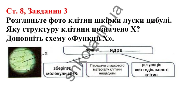 Відповідь до завдання 3 (с. 8) з біології для 7 класу (Кулініч, 2024, робочий зошит): Які є типи організації клітин