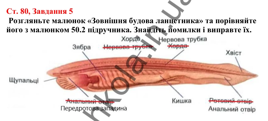 Відповідь до завдання 5 (с. 80) з біології для 7 класу (Кулініч, 2024, робочий зошит): Хордові тварини. Головохордові