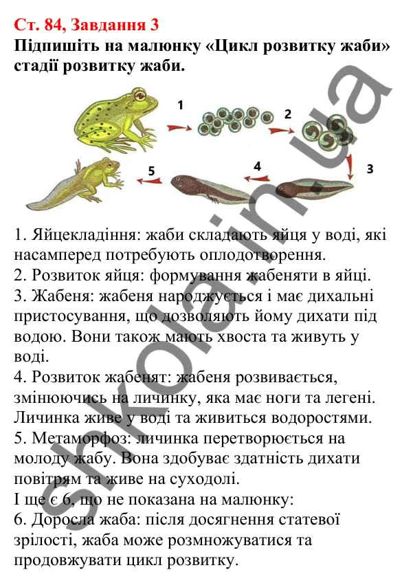 Відповідь до завдання 3 (с. 84) з біології для 7 класу (Кулініч, 2024, робочий зошит): Амфібії