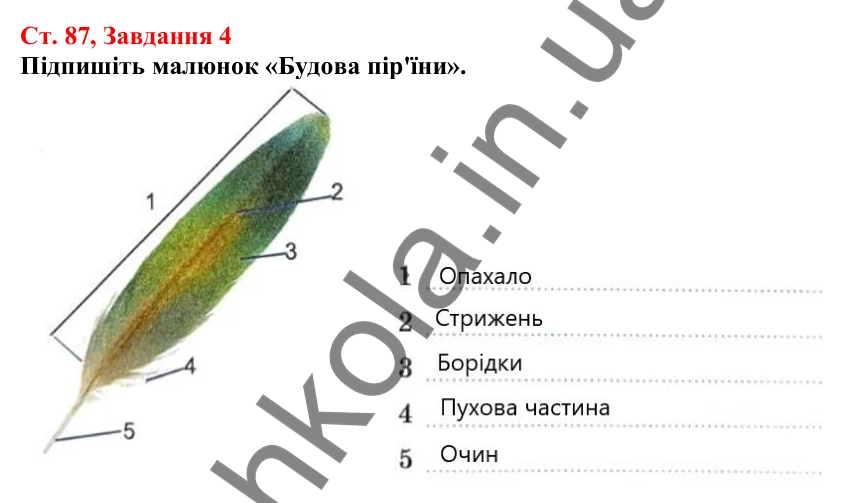 Відповідь до завдання 4 (с. 87) з біології для 7 класу (Кулініч, 2024, робочий зошит): Птахи: риси пристосованості до польоту