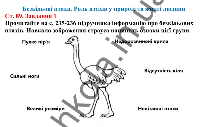 Відповідь до завдання 1 (с. 89) з біології для 7 класу (Кулініч, 2024, робочий зошит): Безкільові птахи. Роль птахів у природі та житті людини