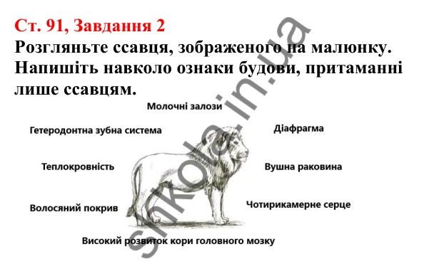 Відповідь до завдання 2 (с. 91) з біології для 7 класу (Кулініч, 2024, робочий зошит): Характерні риси ссавців