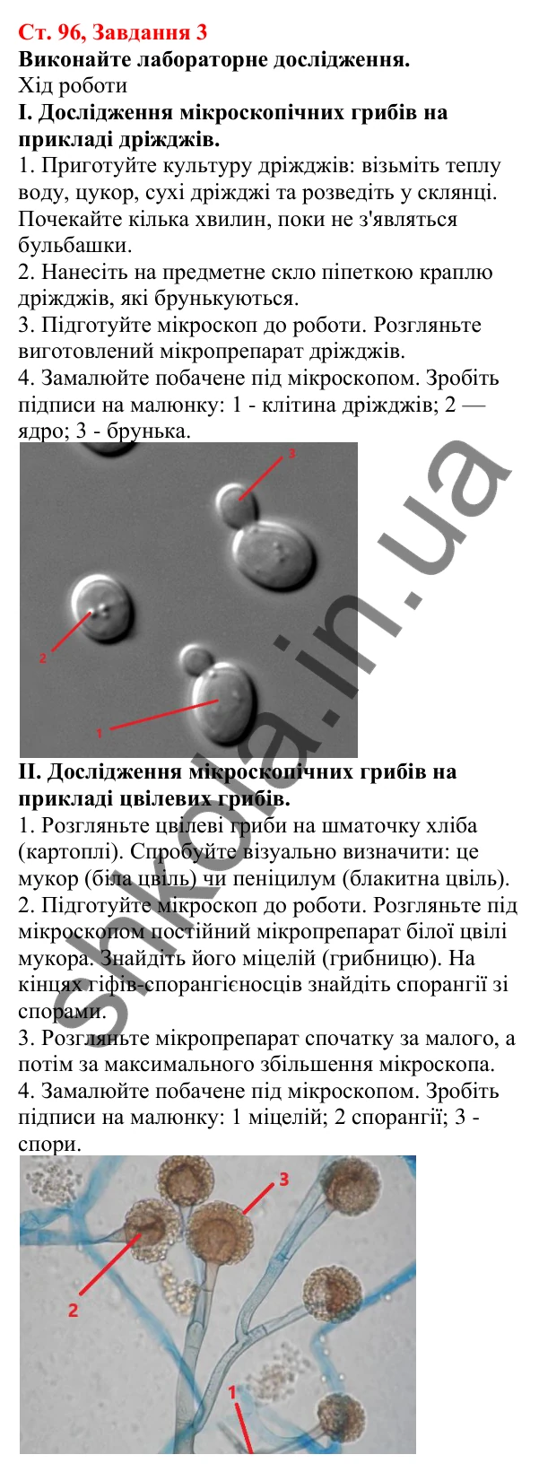 Відповідь до завдання 3 (с. 96) з біології для 7 класу (Кулініч, 2024, робочий зошит): Різноманітність грибів. Дріжджі. Цвілеві гриби