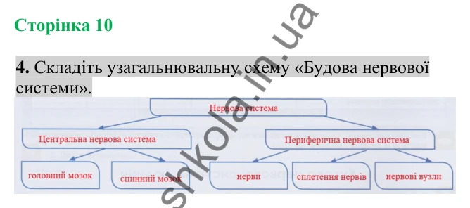 Відповідь до завдання 4 (с. 10) з біології для 8 класу (Кулініч, 2025): Будова нервової системи людини