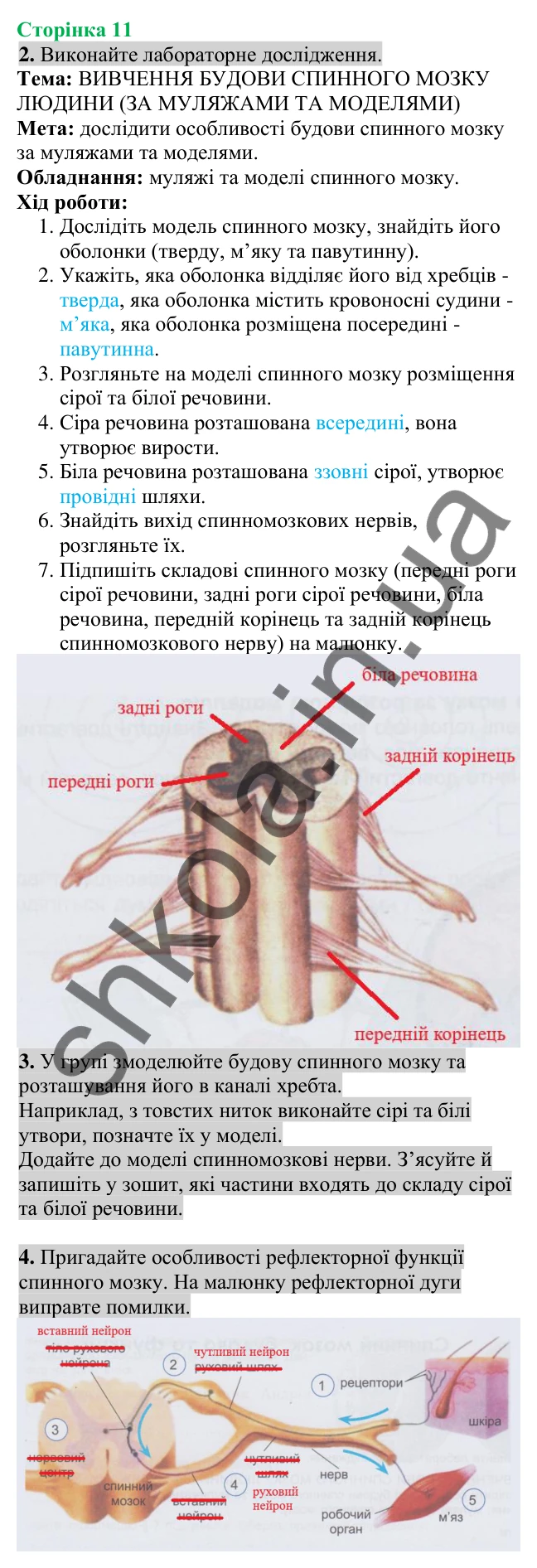 Відповідь до завдання 2 (с. 11) з біології для 8 класу (Кулініч, 2025): Спинний мозок: будова та функції