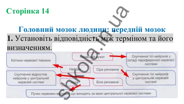 Відповідь до завдання 1 (с. 14) з біології для 8 класу (Кулініч, 2025): Головний мозок людини: передній мозок