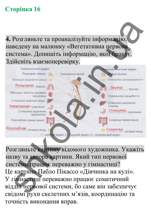 Відповідь до завдання 4 (с. 16) з біології для 8 класу (Кулініч, 2025): Соматична та вегетативна нервова система