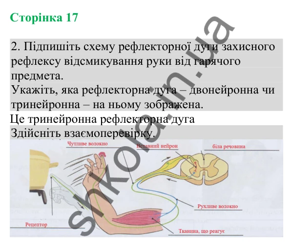 Відповідь до завдання 2 (с. 17) з біології для 8 класу (Кулініч, 2025): Рефлекторний принцип діяльності нервової